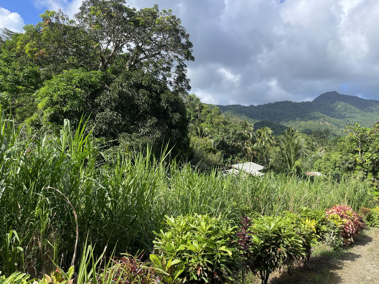 Expansive 5.58-Acre Land Opportunity in Lush Bexon, Castries - Priced Below Valuation!! — photo 1