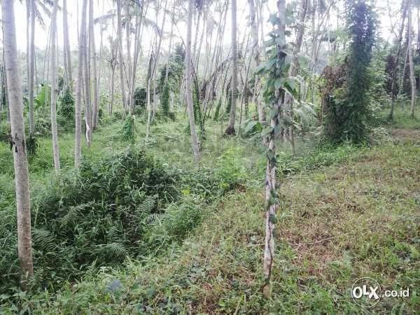 Well Priced Leasehold Land 140 Are – Gianyar Regency – Desa Selat — photo 4