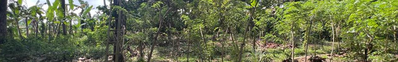 Exclusive Riverfront Leasehold Land: 32.3 ARE in Tabanan — photo 2