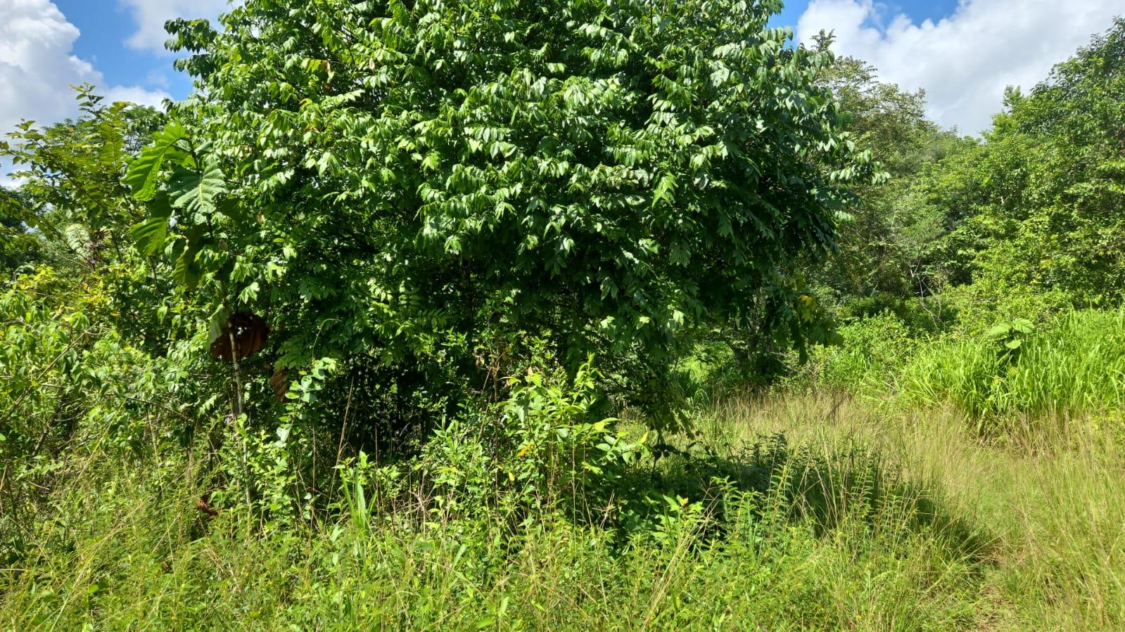 50 Acres of Premium Jungle Acreage in Benque Viejo del Carmen, Belize — photo 2