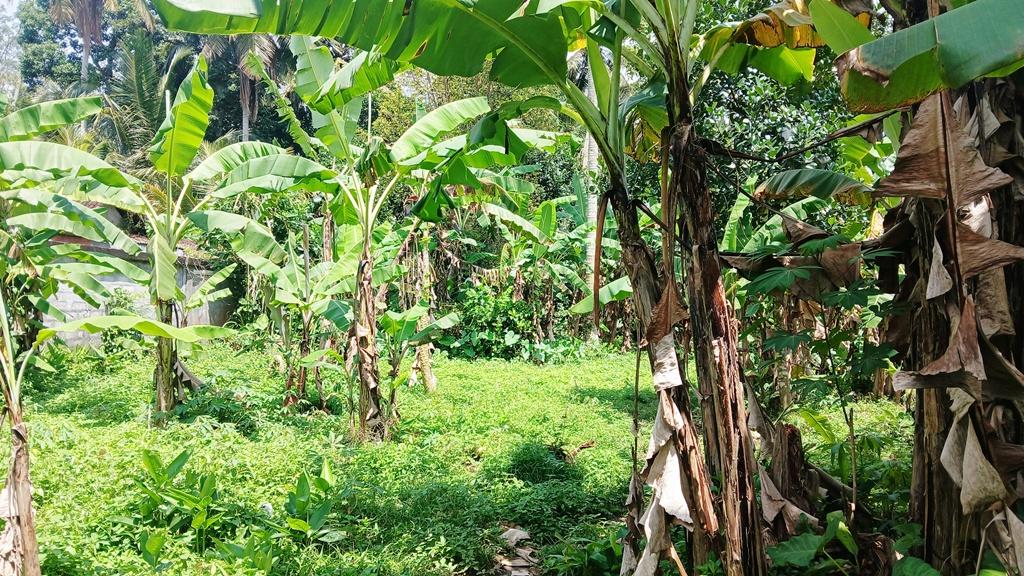 Prime Tourism-Zone Roadside Land Near Royal Pita Maha — photo 2