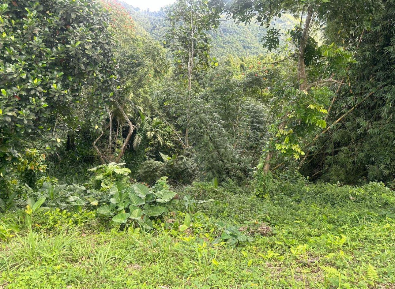 2.6 Acres of Land — photo 1