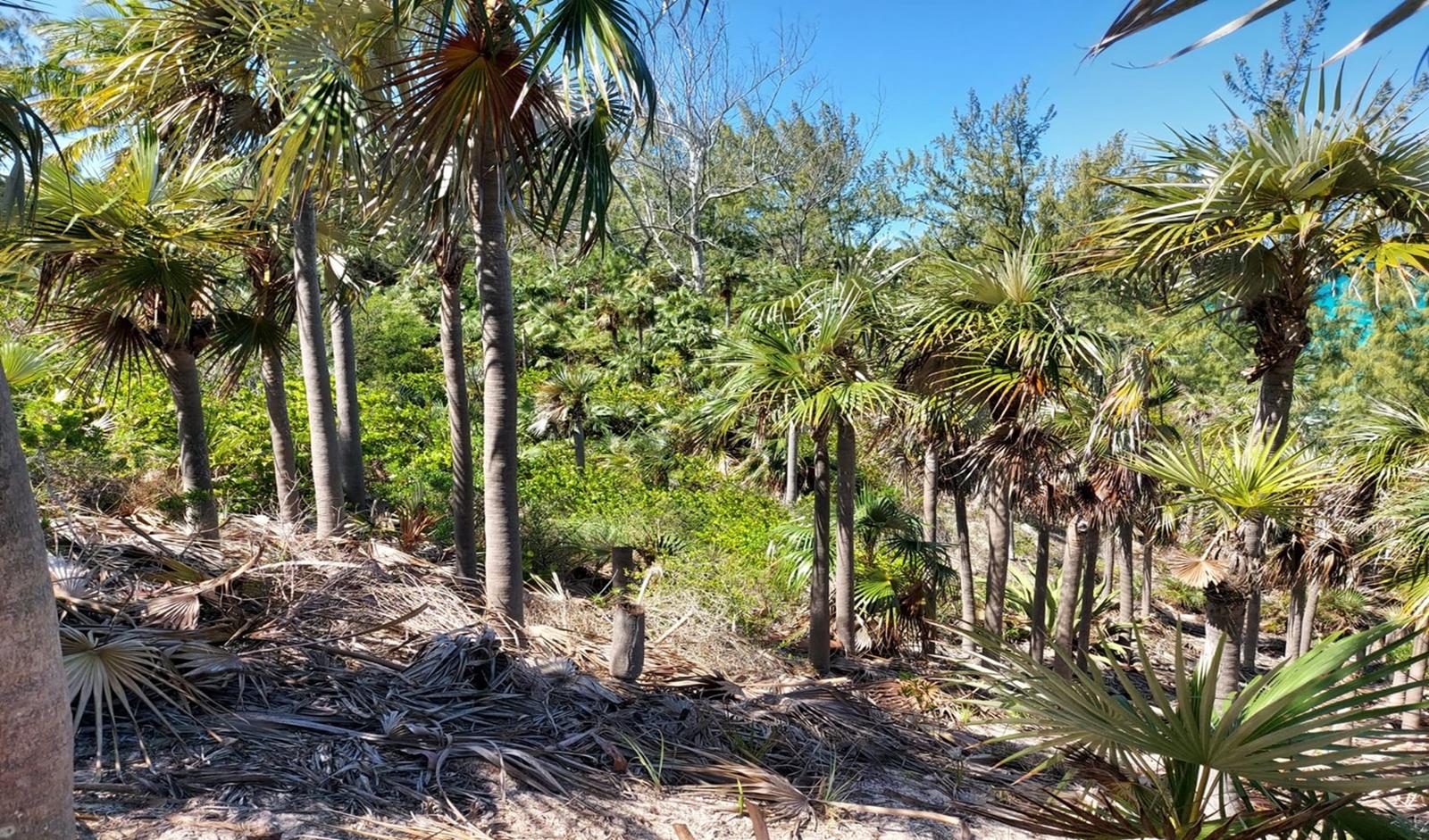 4.35 Acres of Beachfront Land for Sale, North Palmetto Point, Eleuthera, Bahamas — photo 5