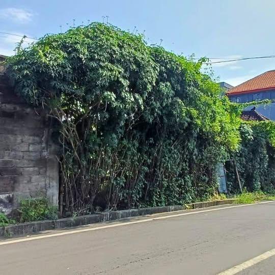 Land plot in Denpasar, Bali — photo 1