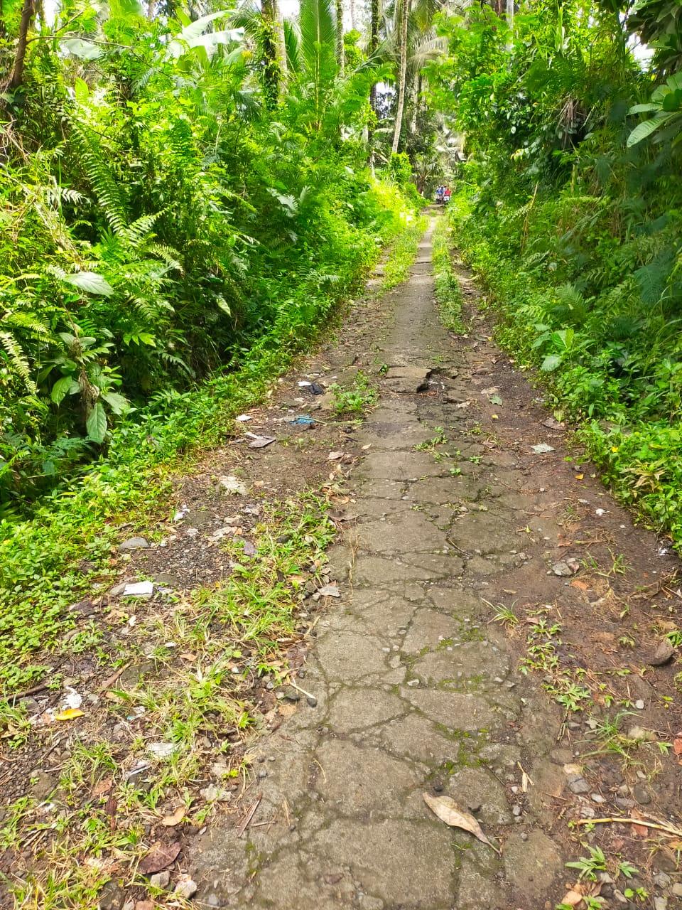 Land for Lease – 48 Are Rice Field View in Kedisan, Tegallalang, Ubud — photo 4