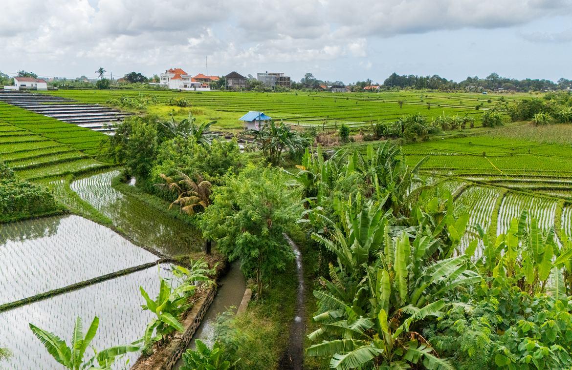 Tranquil Rice Field Land Near Beach in Kelating — photo 4