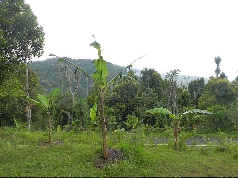 3450 Sqm Freehold Land for Sale in Candidasa with Ocean View — photo 5