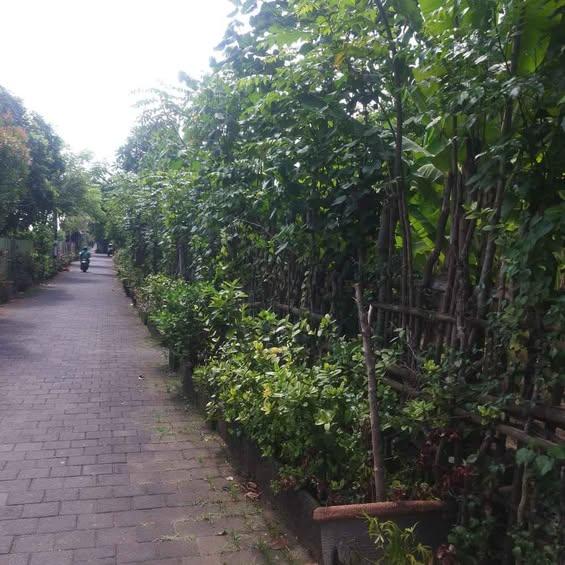 Studio house in Denpasar — photo 1