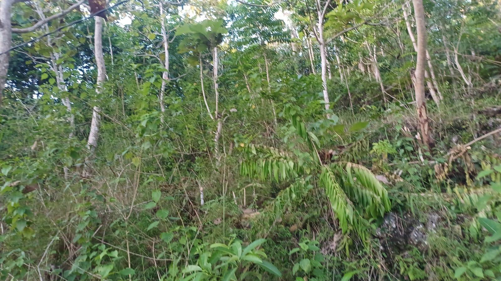 13,700 sqm Land for Sale in Klumpu, Nusa Penida — photo 2