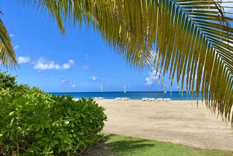 A beach and loungers seen through overhanging palm fronds