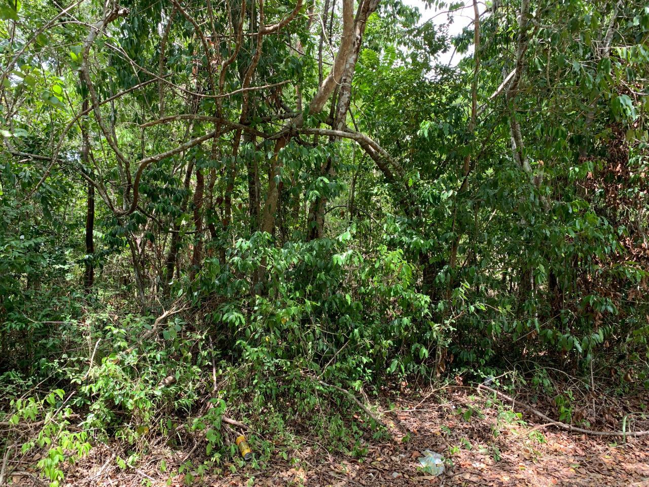Black Garden, Garredu Trelawny Perth Town — photo 1