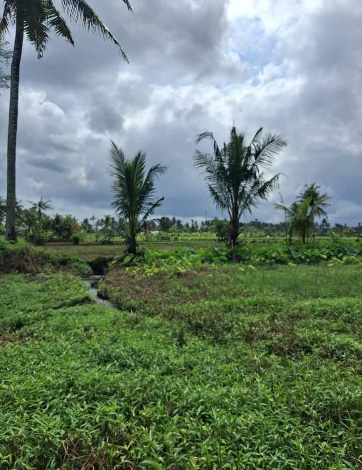 Amazing leasehold land in Mas, Ubud with jungle and river views — photo 2