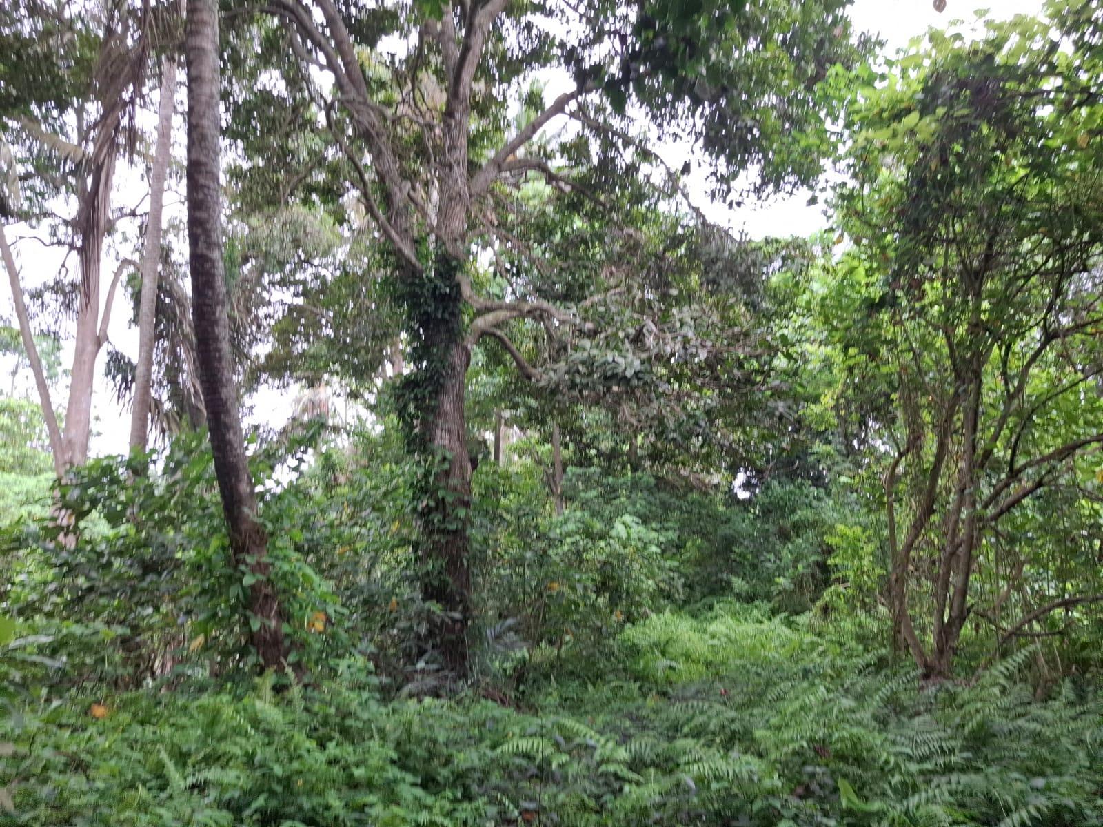 1 Hectare Land in Central Ubud – Prime Development Opportunity — photo 5