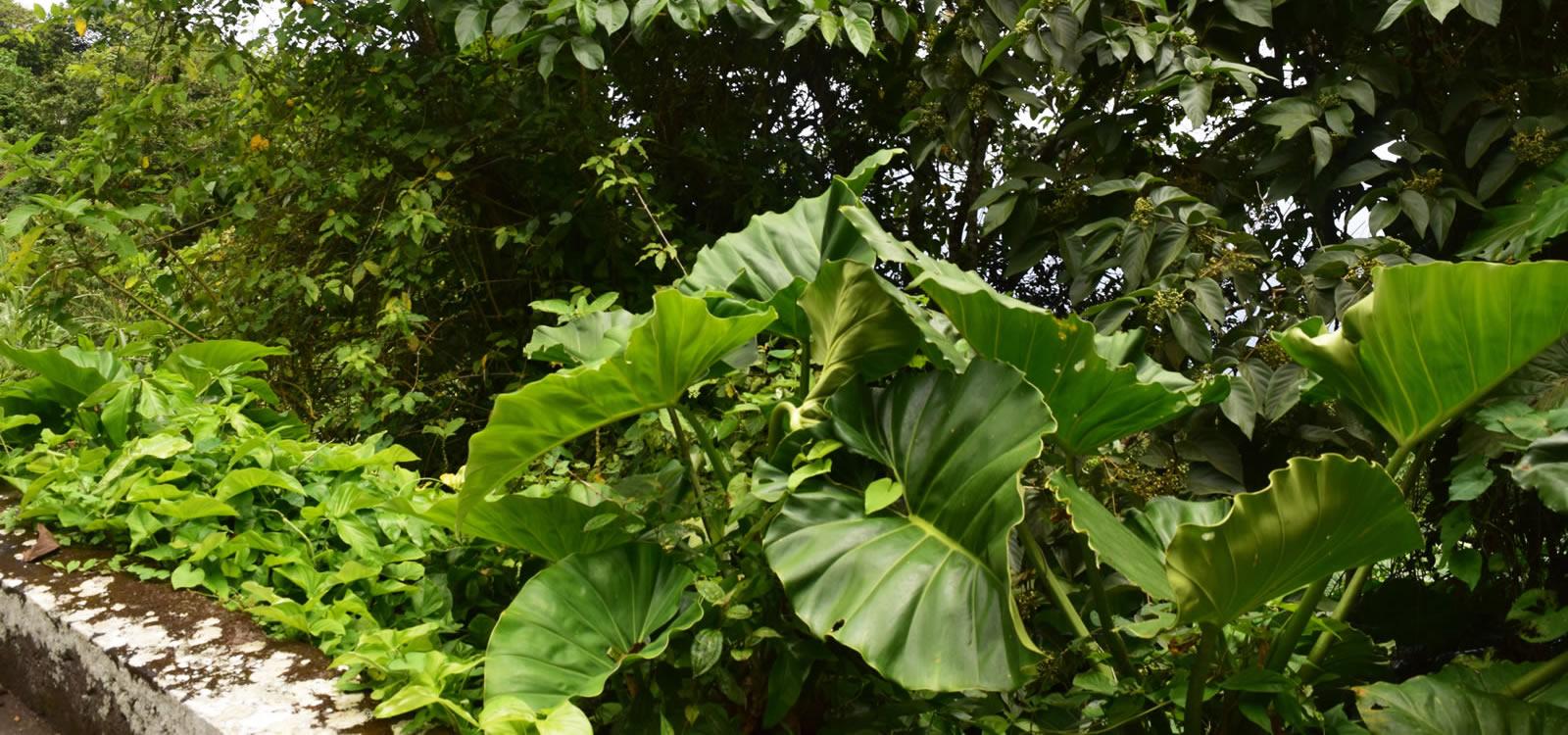 1 Acre of Land for Sale, Upper Hell's Gate, Saba — photo 4