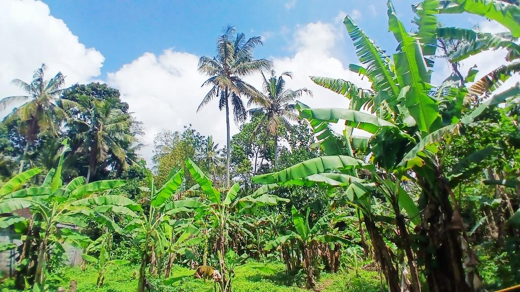 Prime Tourism-Zone Roadside Land Near Royal Pita Maha — photo 1