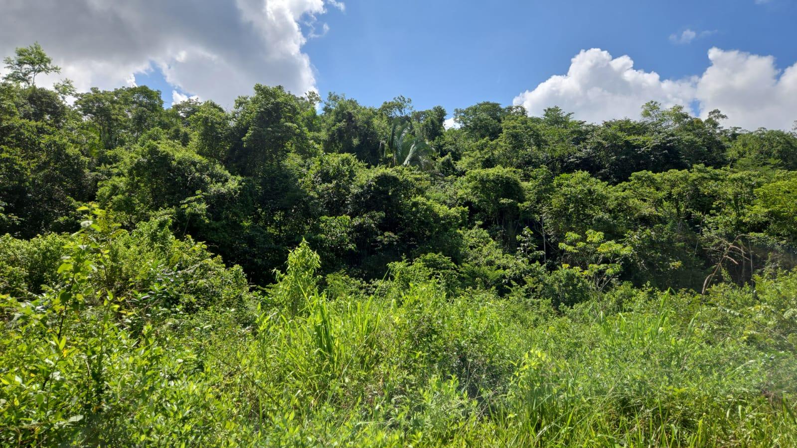 50 Acres of Premium Jungle Acreage in Benque Viejo del Carmen, Belize — photo 3