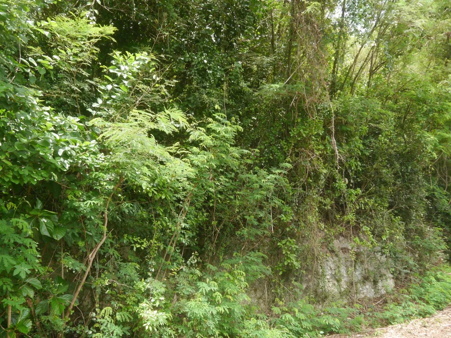 0.27 Acre Homesite Lot in US Virgin Islands — photo 3