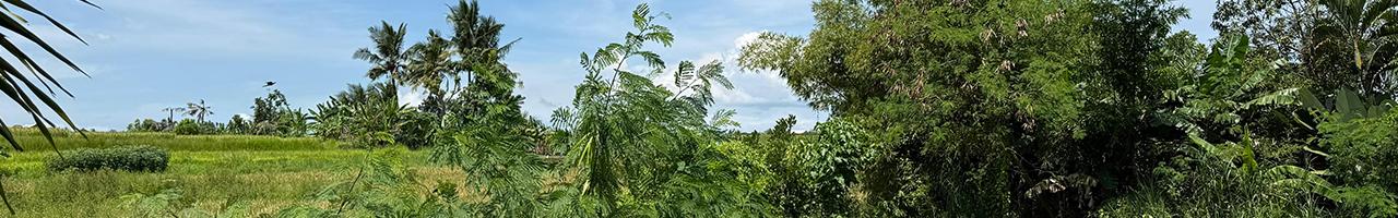 Ready-to-Build 430 sqm Plot Near Tanah Lot with Lush Rice Field Surroundings — photo 2