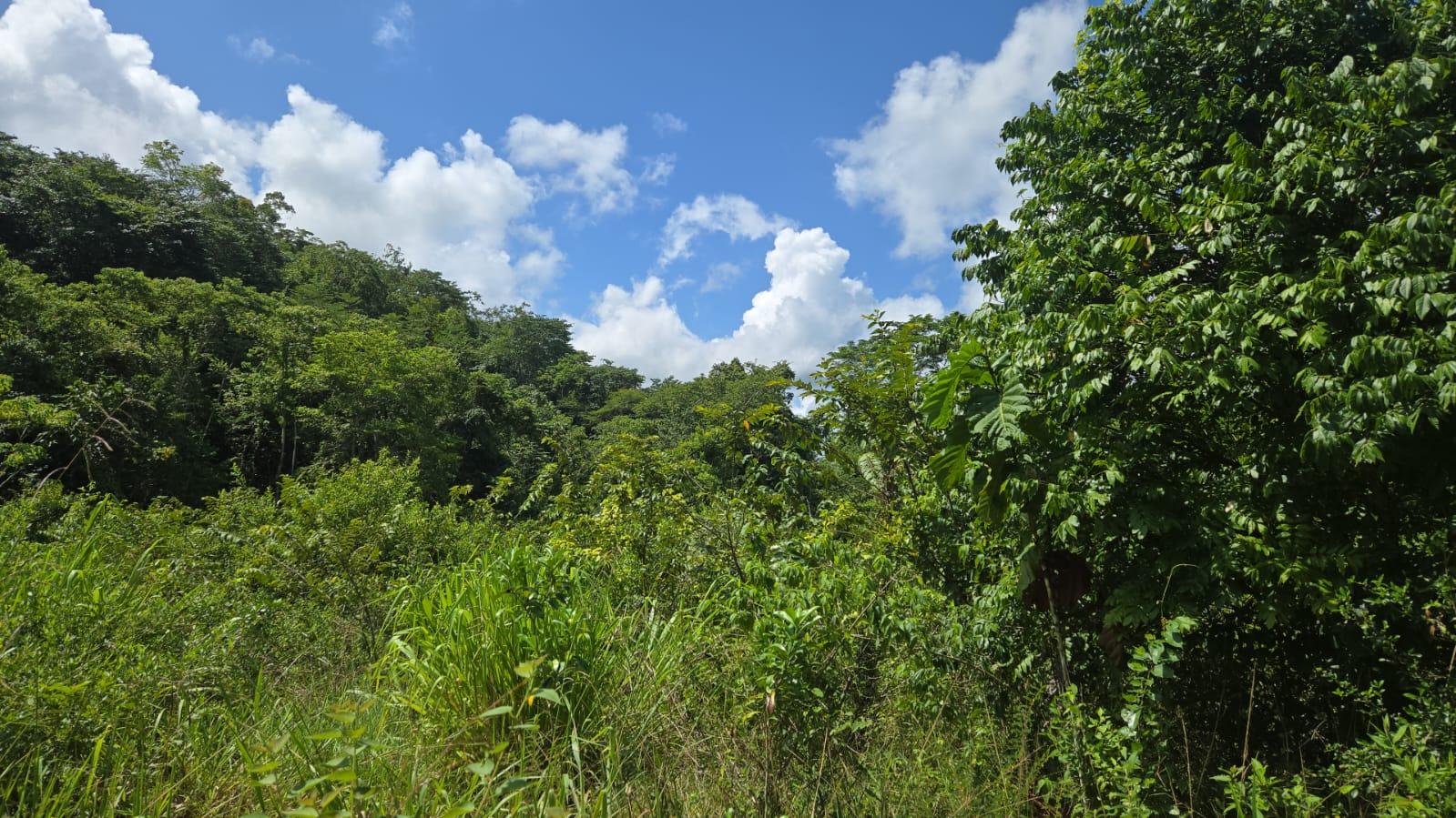 50 Acres of Premium Jungle Acreage in Benque Viejo del Carmen, Belize — photo 1