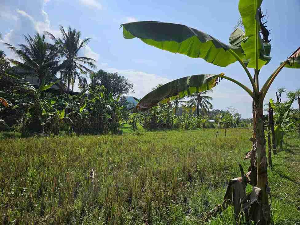 Prime Investment Land for Sale or Lease in Karangasem, Bali — photo 2