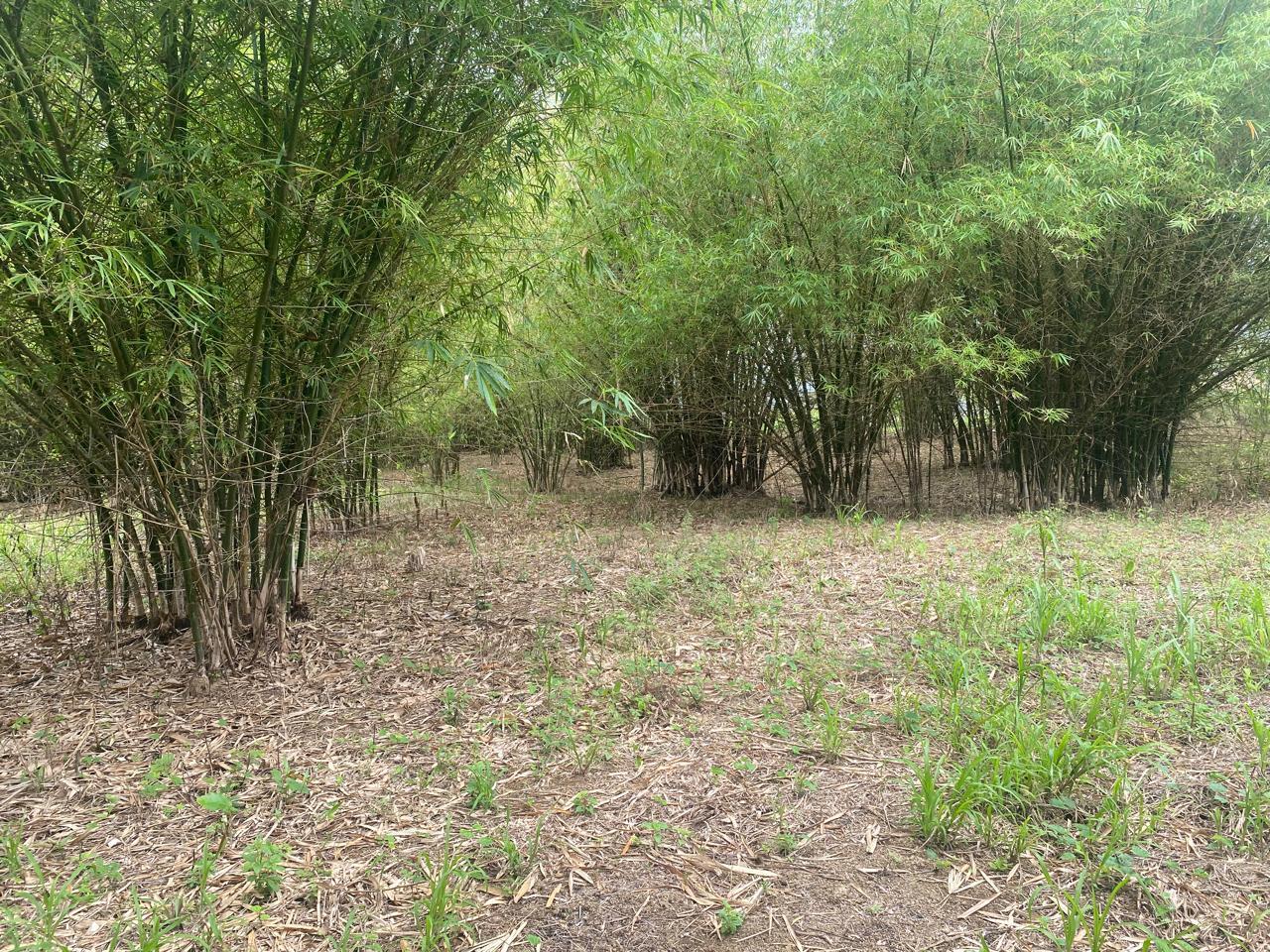 Residential Land for Sale in Sangre Grande, Trinidad — photo 3