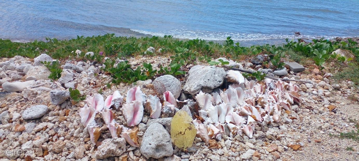 Vida Vistas - 0.62 Acre Oceanfront Land for Sale in Cayman Brac — photo 4