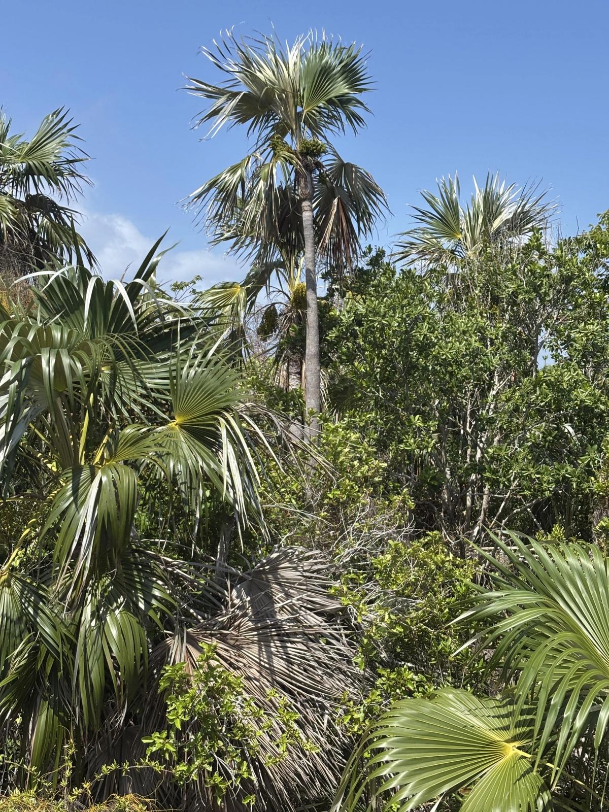 Point Of Sand Lot in the Cayman Islands — photo 1