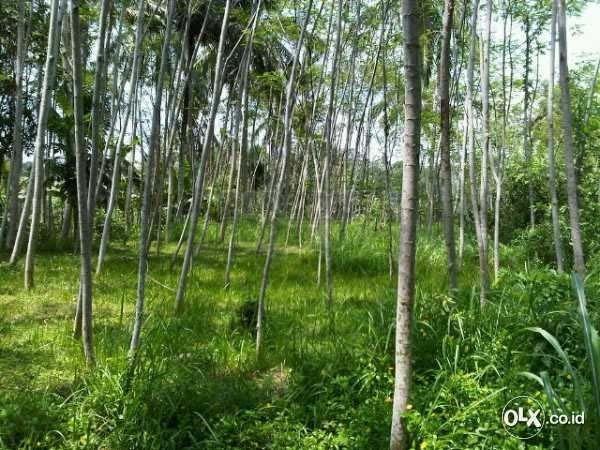 Well Priced Leasehold Land 140 Are – Gianyar Regency – Desa Selat — photo 1
