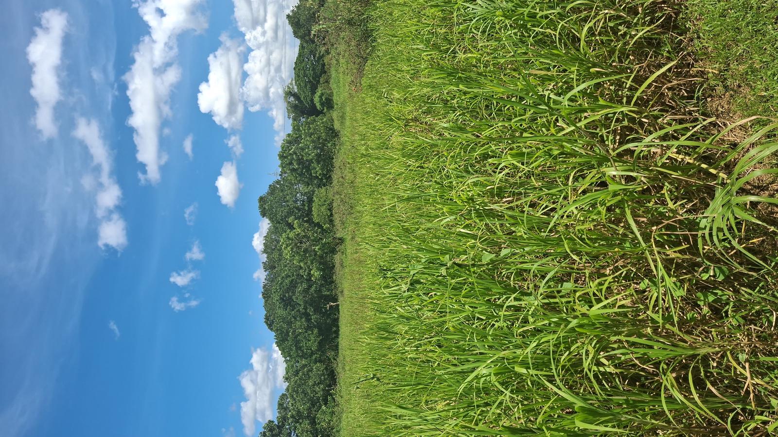 Approximately 34000 sq ft residential land Cunupia — photo 3