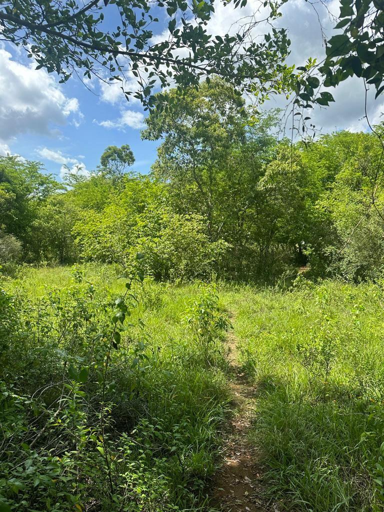 Goshen St Elizabeth 5 Acres Lot — photo 4