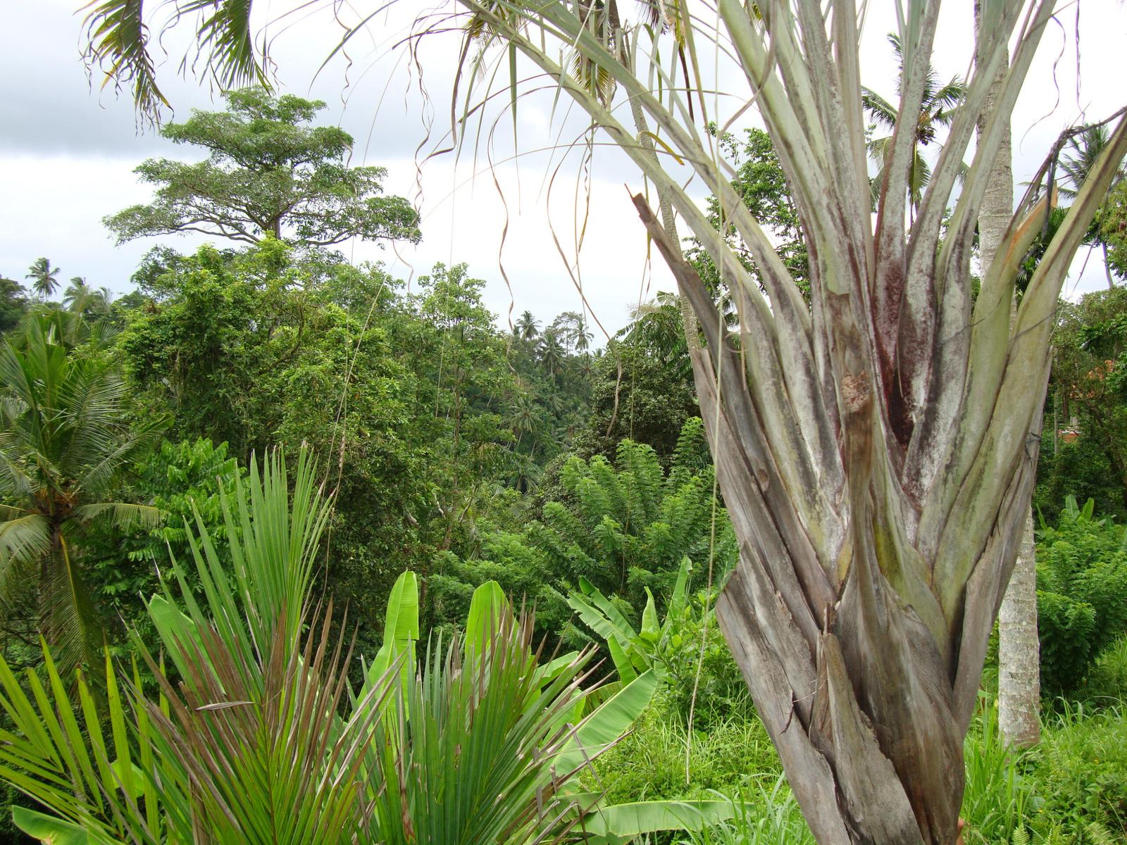 Prime Development Land for Sale Near Campuhan Ridge Walk, Ubud, Bali, Indonesia — photo 2