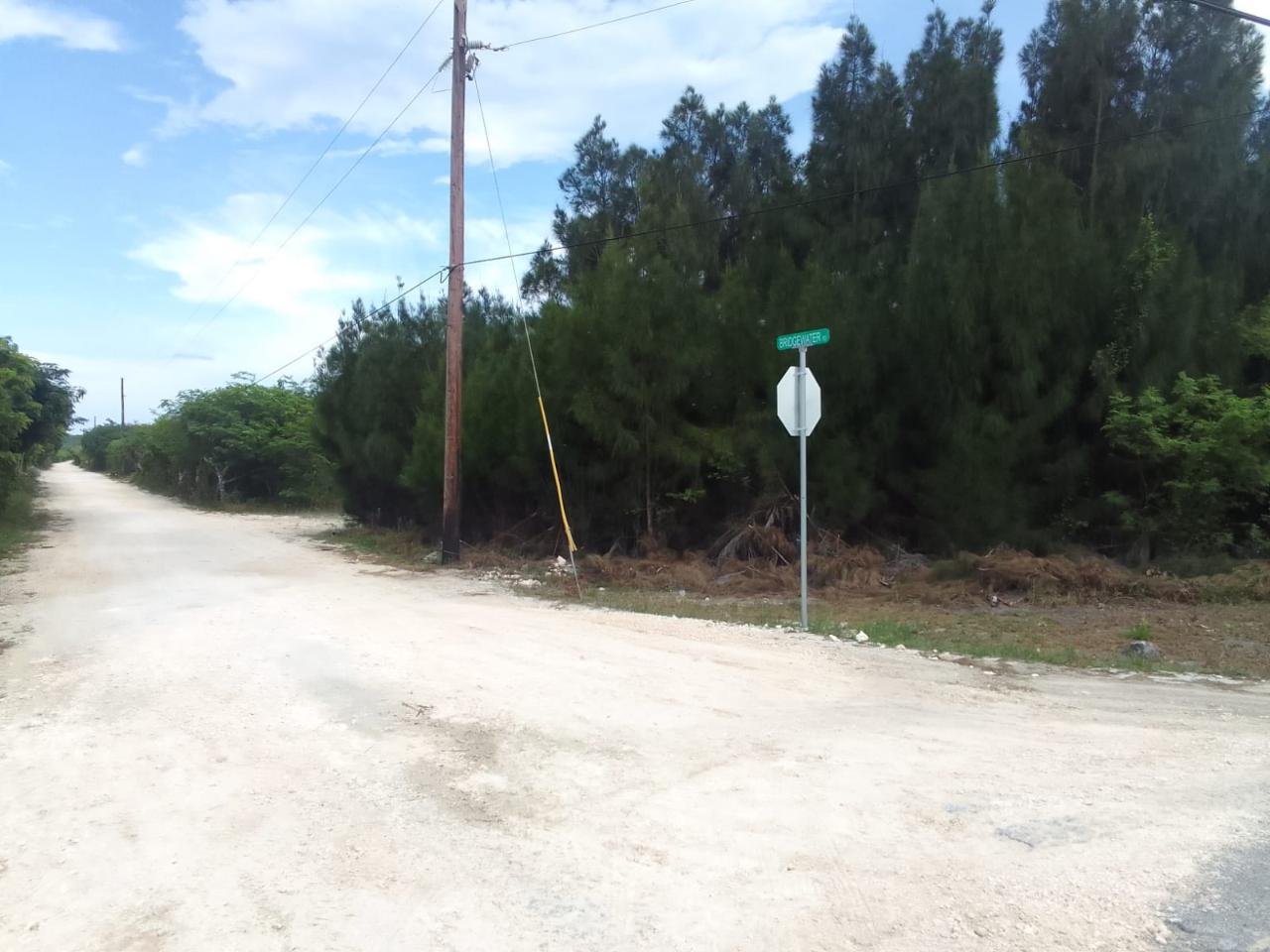 ALLIGATOR BAY — photo 3