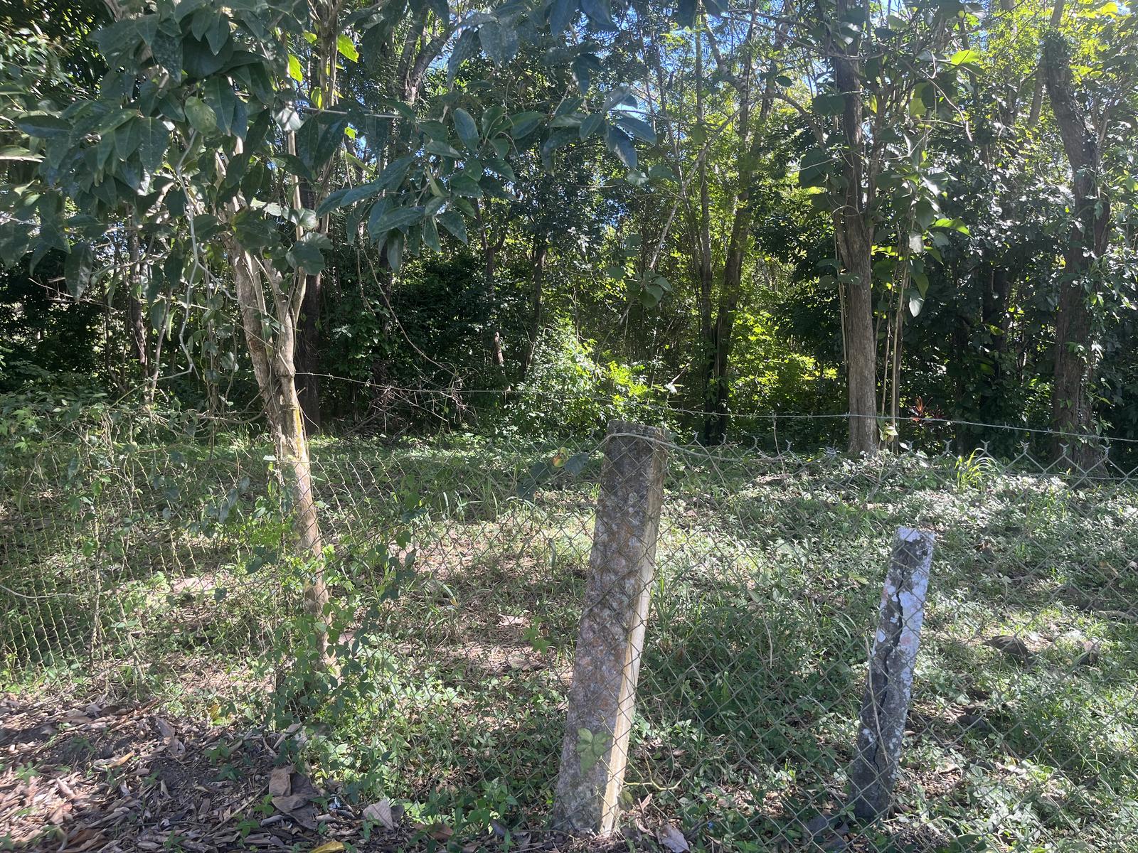 Unique Opportunity! 15 Cuerdas Across from Hacienda Muñoz – PR-181 — photo 4