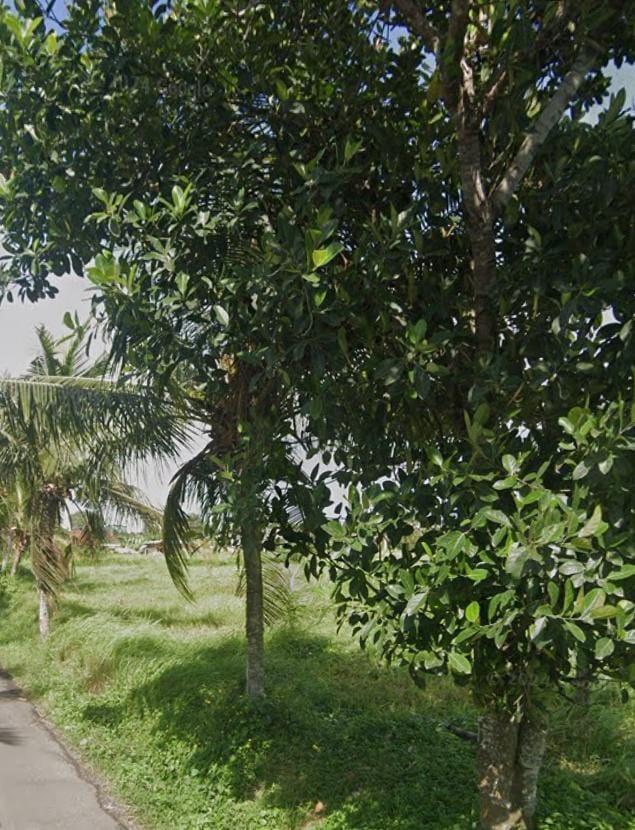 35 Are Land for Lease in Lodtunduh, Ubud with Rice Field Views — photo 5