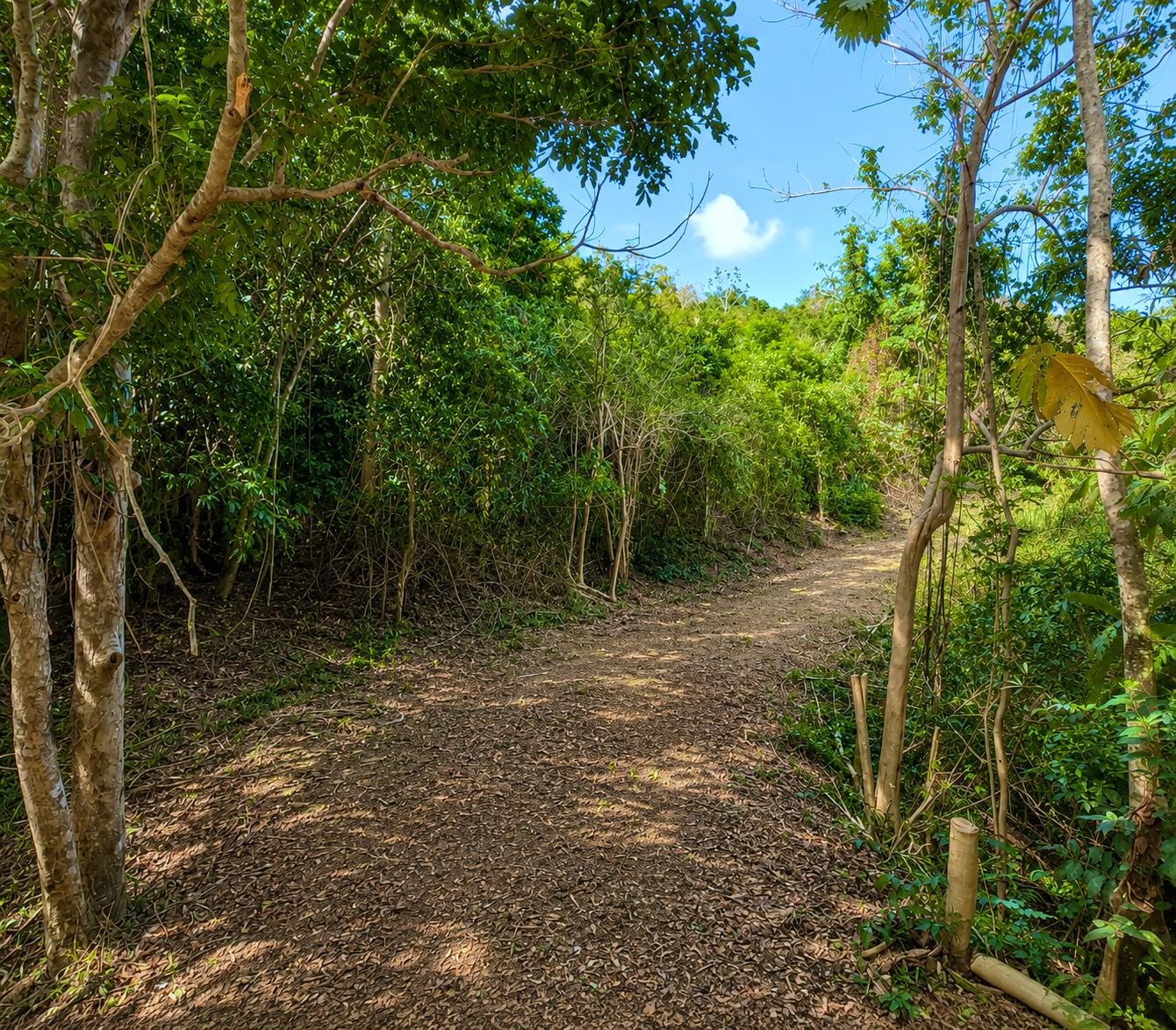 6.22 acres with natural spring — photo 5
