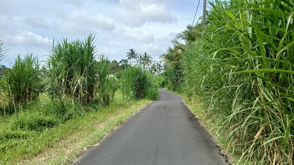Peaceful Investment Land for Sale or Lease in Buahan, Payangan — photo 5