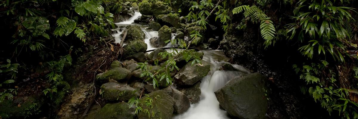 23 Acres of Pristine Land for Sale, Central Dominica — photo 5
