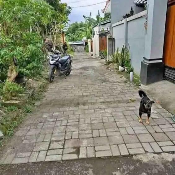 Studio house in Denpasar — photo 1