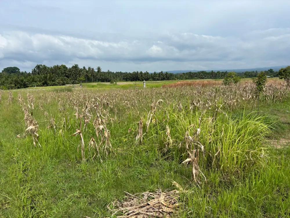 For Sale: Freehold Land 15 Are in Tabanan – Residential Zone (Yellow) — photo 4