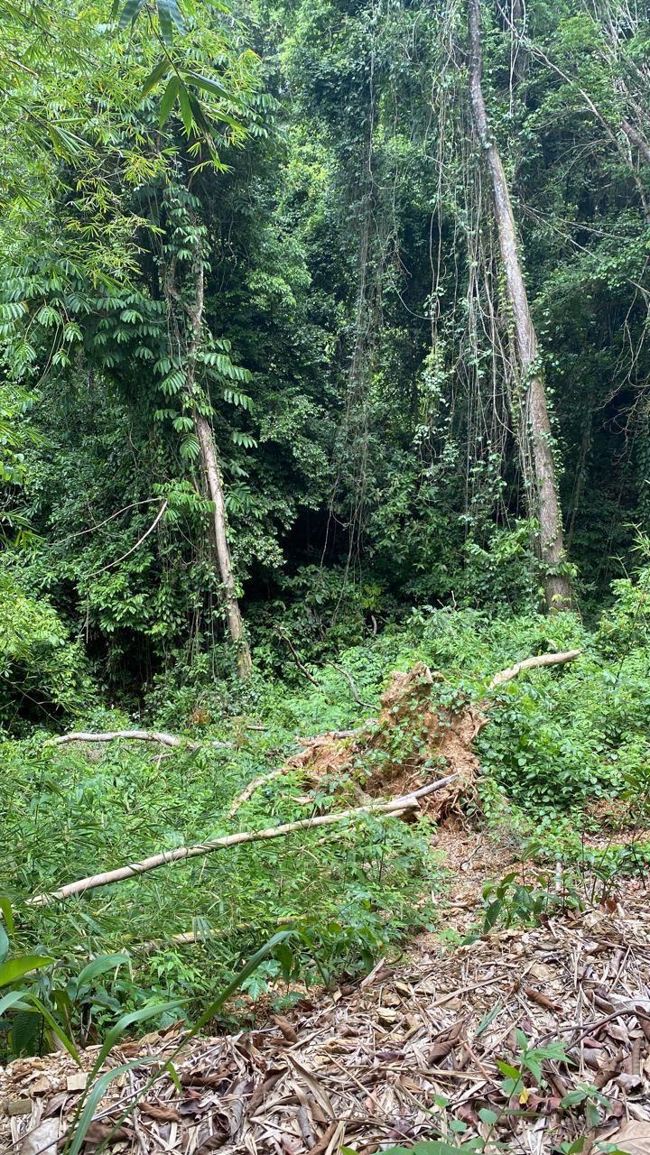 7 Acres in Cumana For Sale — photo 3