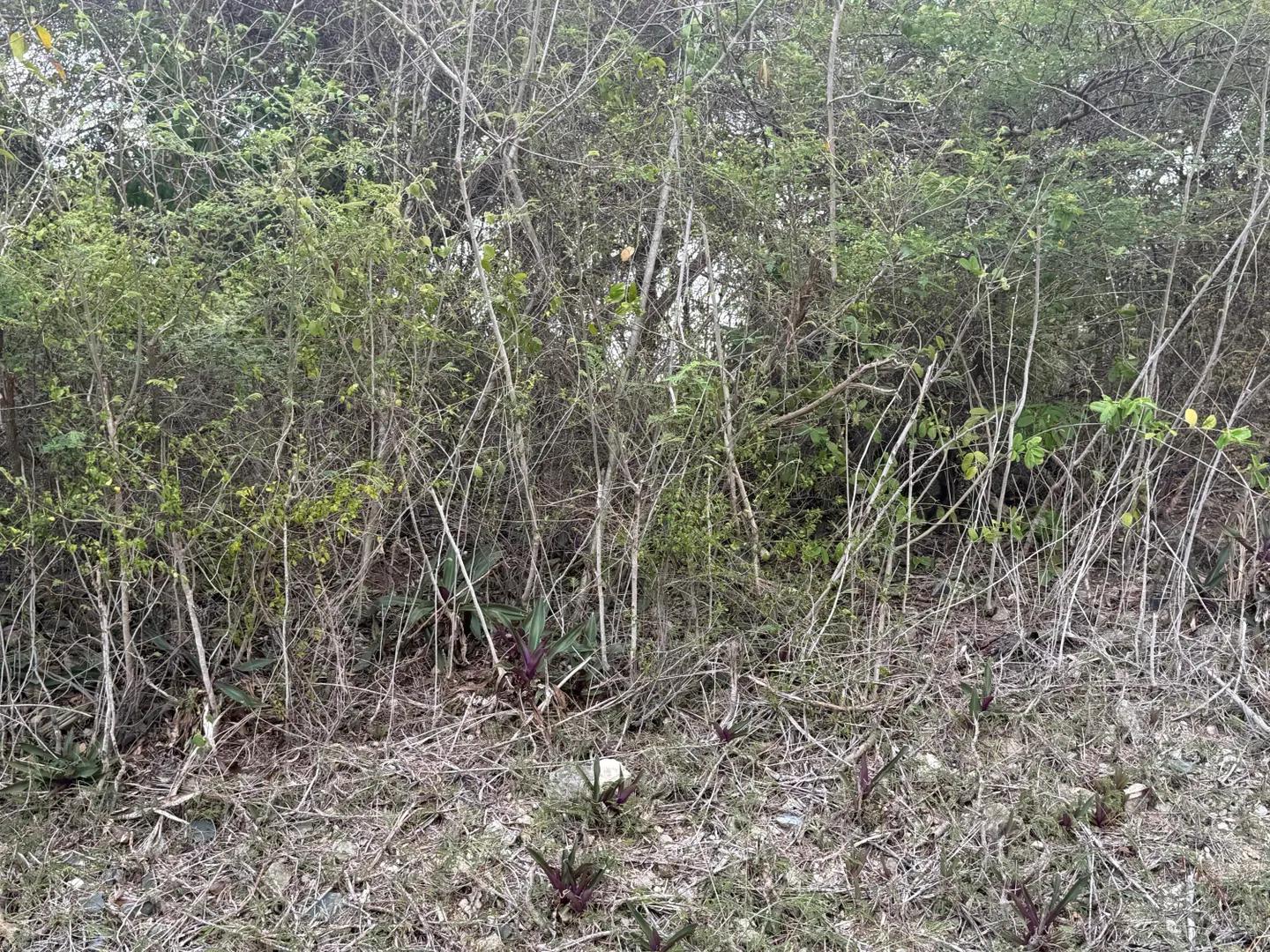0.46 Acre Homesite Lot in Christiansted — photo 4
