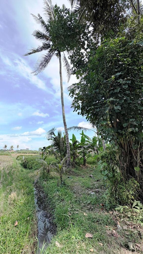 Peaceful Ricefield View Land for Lease Near RÜSTERS – Singakerta, Ubud — photo 5