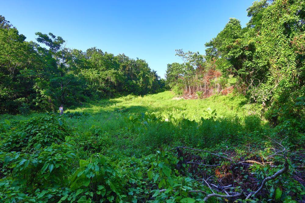 Land For Sale in Nonsuch, Portland, Jamaica — photo 3