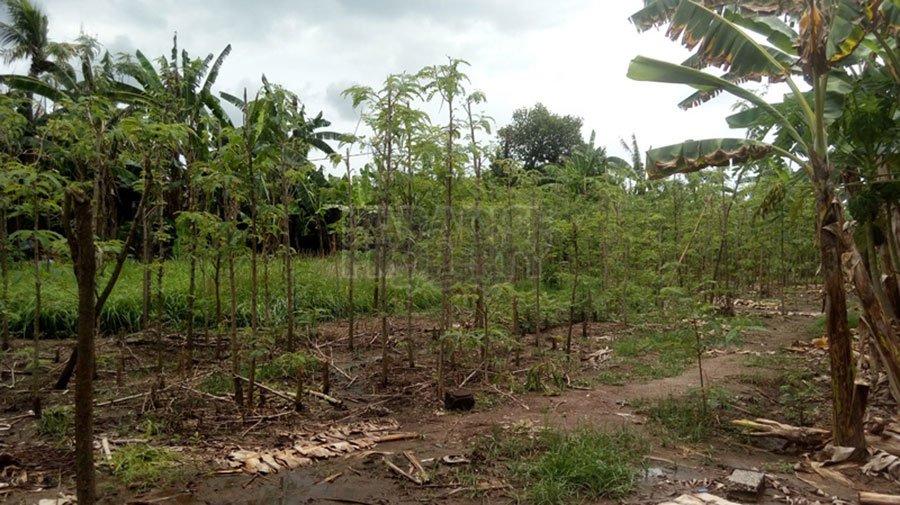 Freehold Land in Kedonganan, Jimbaran, Bali — photo 3