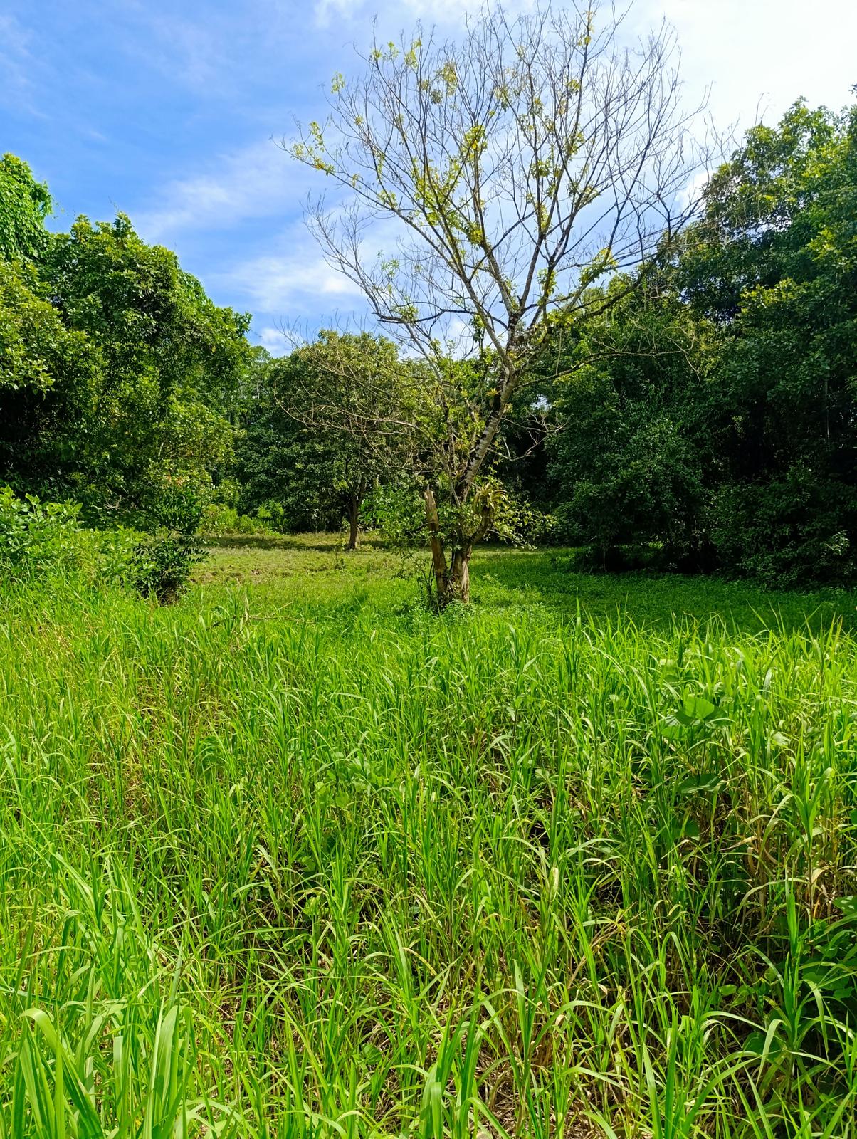 14 acres of raw land in Ecclesville, Rio Claro — photo 1