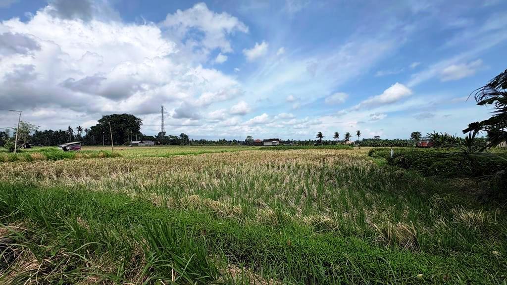 Peaceful Ricefield View Land for Lease Near RÜSTERS – Singakerta, Ubud — photo 1