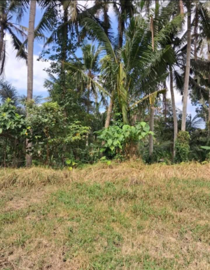 Amazing leasehold land in Mas, Ubud with jungle and river views — photo 3