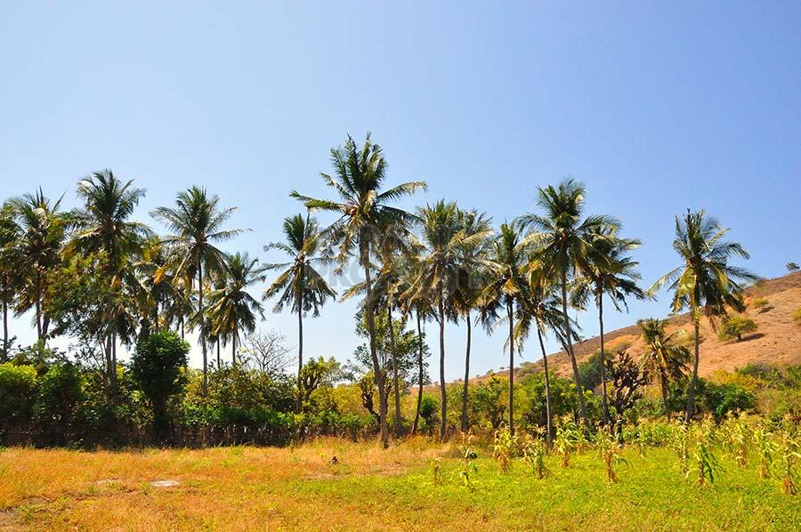 Absolute Beach Front Land to Develop Dive Resort — photo 3
