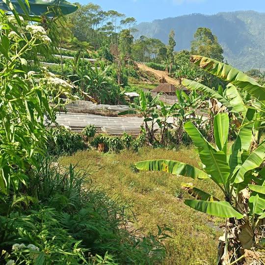 Land for sale in Baturiti, Bali — photo 1