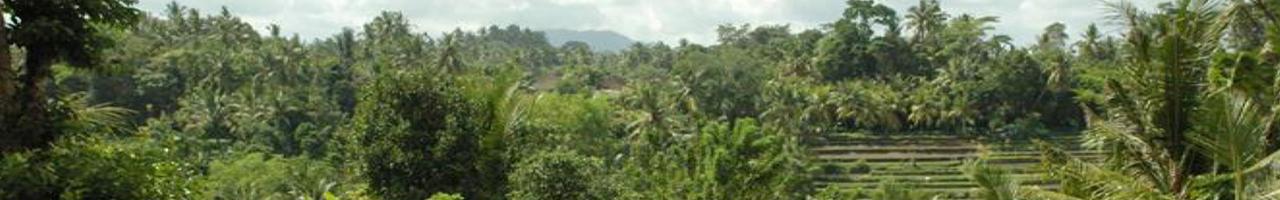 Expansive 2.7 Hectare Freehold Land Ready for Development in Samplangan, Gianyar — photo 2